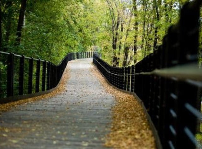 Bridge in forest in Autumn