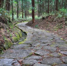 Stone path in forest