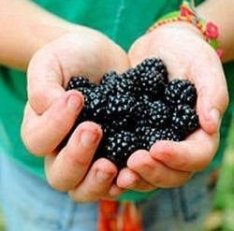 Superberry-Black-Mulberry-Tree-2
