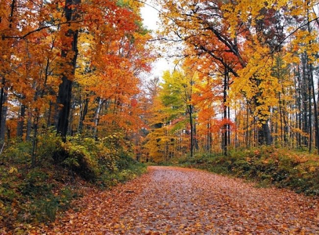 leaf-strewn road