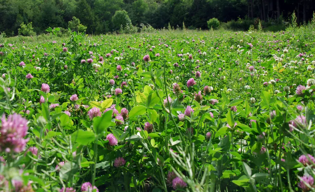 Red Clover: Uses, Side effects. Menopace Max, Beebread, wild clover, cow clover, meadow clover.